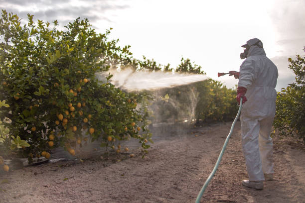 Best Insect Control  in Mountain View, CA