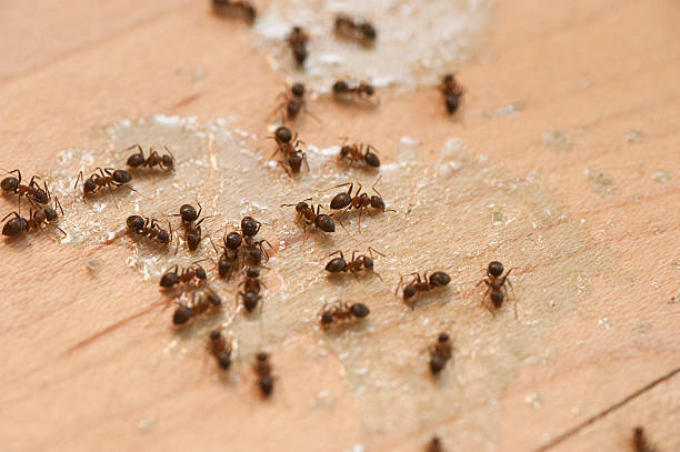Best Best Pest Control Companies  in Mountain View, CA